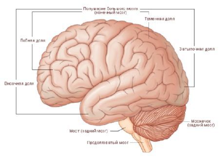 Mozak.  Polukugla mozga