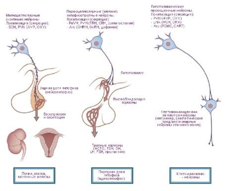Hipotalamus.  Tri vrste neurosekretornih stanica hipotalamusa.