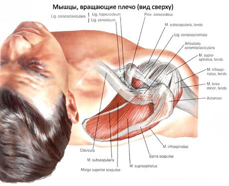 Mišićni i subakutni mišići