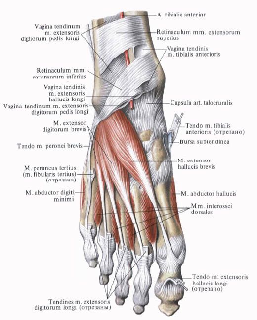 Stopalo anatomija