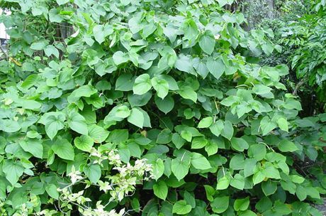 Cava se proizvodi od korijena grma (Piper methysticum)