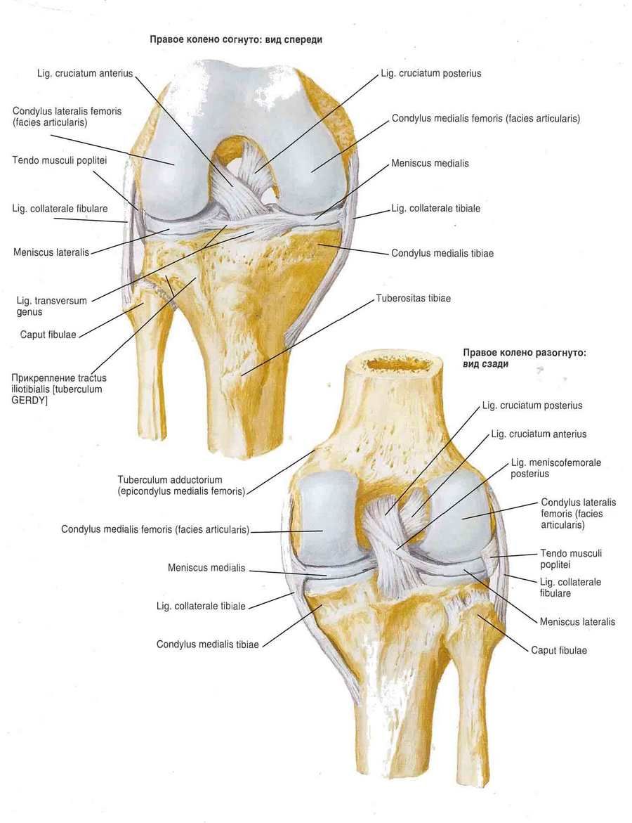 Zglobni zglobovi koljena