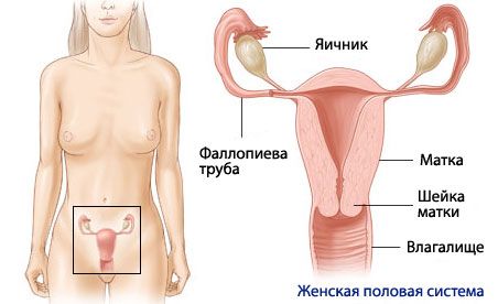 Anatomija tijela žene