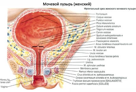 Ženski uretre, ženske uretre
